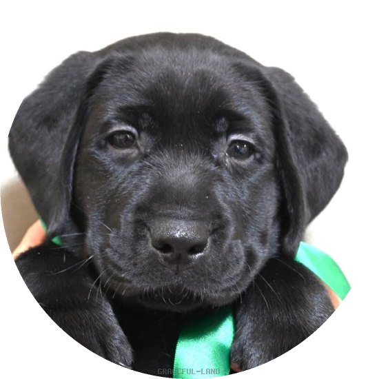 英国ラブラドールの子犬(A child of ウィリアム & ) 英国ラブラドールの子犬